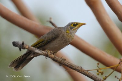 Miner, Yellow-throated @ Copperfield Dam