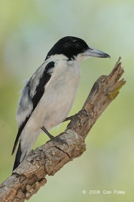 Butcherbird, Silver-backed @ Adelaide River on Stuart Hwy