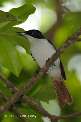 Flycatcher, Shining (female) @ Fogg Dam