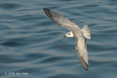 Tern, White-winged (non-breeding) @ Leanyer Sewage Works