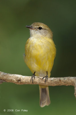 Flycatcher, Lemon-bellied @ Casuarina Coastal Reserve