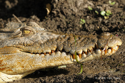 Saltwater Crocodile @ Yellow Water, Australia