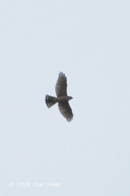 Sparrowhawk, Japanese @ Punggol