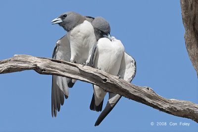 Woodswallow, White-breasted @ Copperfield Dam