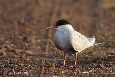 Tern, Whiskered @ Leanyer Sewage Works