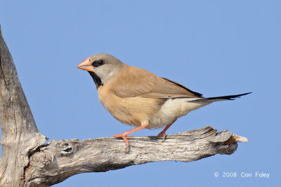 Finch, Long-tailed