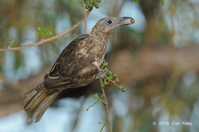 Figbird, Australian (female) @ Casuarina Coastal Reserve