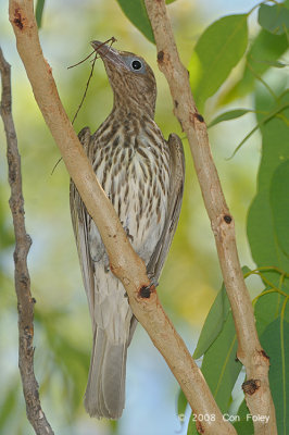 Figbird, Australian (female) @ Adelaide River on Stuart Hwy