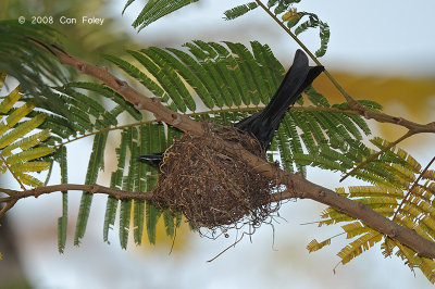 Drongo, Spangled @ Darwin Botanic Gardens