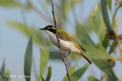 Honeyeater, White-throated @ Mary River Excavation Pits