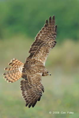 Harrier, Eastern Marsh (female) @ Changi