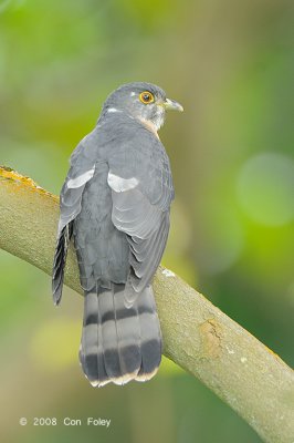 Cuckoo, Hodgson's Hawk (adult) @ Jurong Lakeside