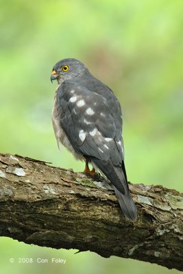 Goshawk, Chinese (juvenile) @ Caylabne Bay