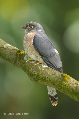 Cuckoo, Hodgson's Hawk (adult) @ Jurong Lakeside