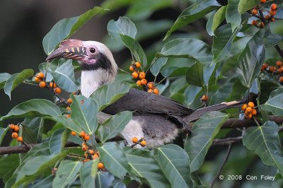 Hornbill, Luzon (male) @ Subic