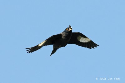 Myna, Crested @ Po Toi