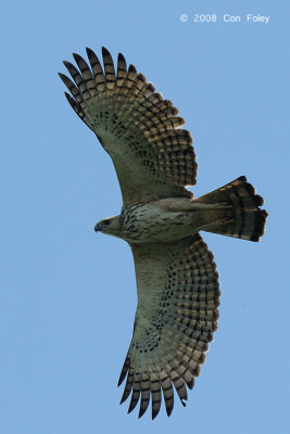Eagle, Changeable Hawk (pale morph) @ Bidadari