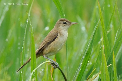 Warbler, Oriental Reed