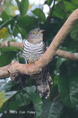 Cuckoo, Indian