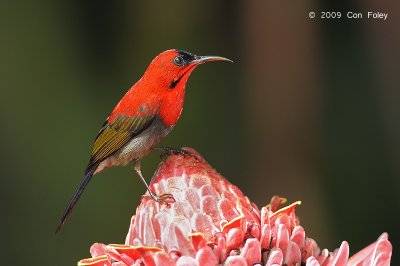 Sunbird, Crimson (male) @ MOG