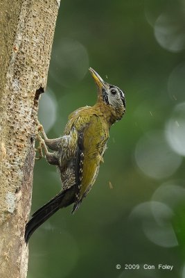 Woodpecker, Laced (female) @ Hindhede