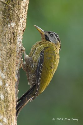 Woodpecker, Laced (female) @ Hindhede