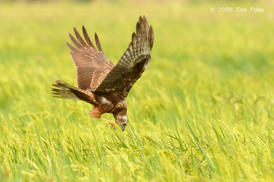 Harrier, Eastern Marsh (juv) @ Sungei Balang