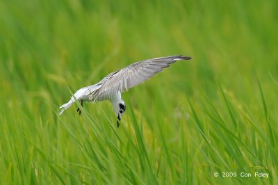 Tern, White-winged @ Sungei Balang