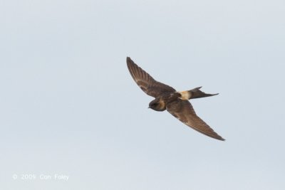 Swallow, Red-rumped