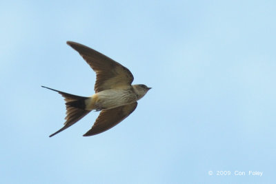 Swallow, Red-rumped @ Changi