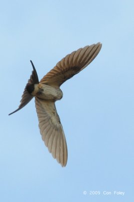 Swallow, Red-rumped @ Changi