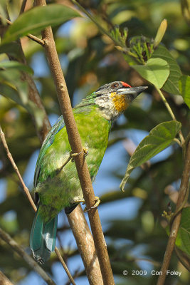 Barbet, Golden-throated @ Jelai Resort