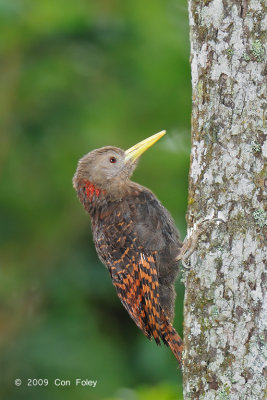 Woodpecker, Bay (male) @ Jalan Richmond