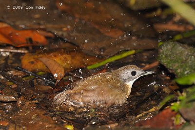 Babbler, Short-tailed @ MacRitchie