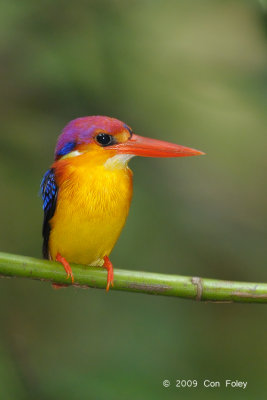 Kingfisher, Black-backed @ MacRitchie