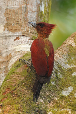 Woodpecker, Banded (female) @ SBG