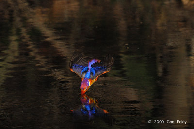 Kingfisher, Black-backed @ MacRitchie