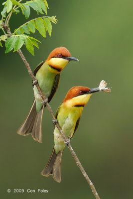 Bee-eater, Chestnut-headed @ Penanti