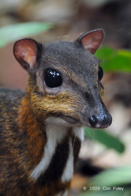 Mouse Deer, Lesser @ Lower Peirce