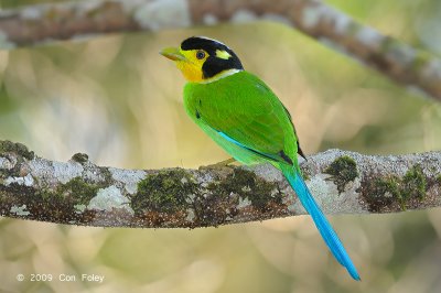 Broadbill, Long-tailed @ Telecom Loop