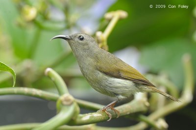 Sunbird, Black-throated (female) @ Jln Girdle