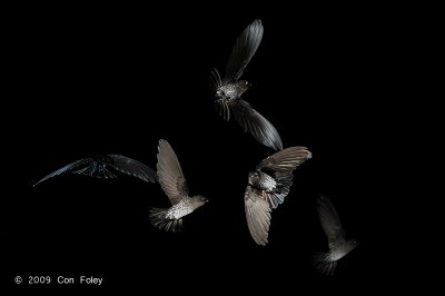 Swiftlet, Glossy