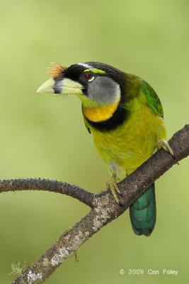 Barbet, Fire-tufted (female) @ Jalan Lady Guillemard