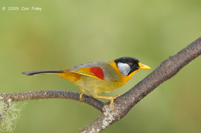 Mesia, Silver-eared @ Jalan Lady Guillemard