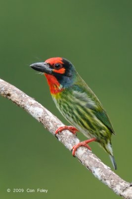 Barbet, Coppersmith @ Nug-as Forest