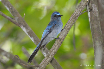 Fantail, Mindanao Blue @ PICOP