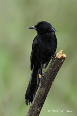 Shama, Black (male) @ Nug-as Forest