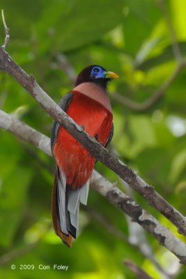 Trogon, Philippine (male) @ Rajah Sikatuna National Park