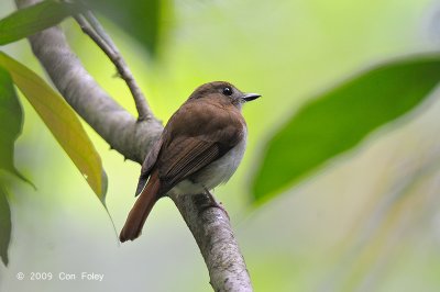 Flycatcher, Chestnut-tailed Jungle @ Rajah Sikatuna National Park