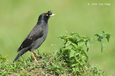 Myna, Crested @ Canluban